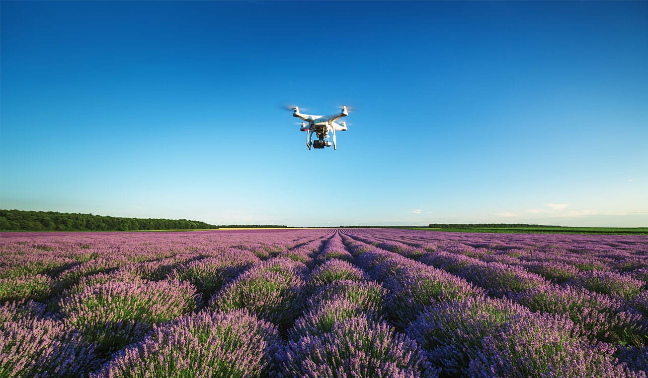 Drone hovering over lavender field